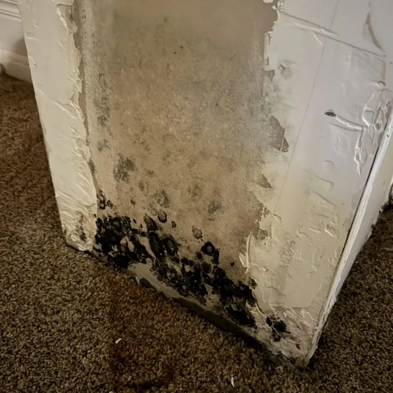 Professional Mold Removal in Cody, WY